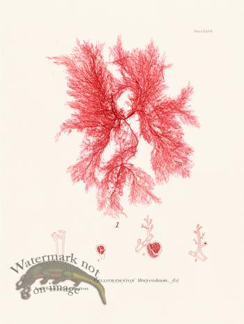 Bradbury Seaweed 127